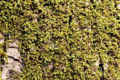 Background image of a close up of green moss Stock Photos