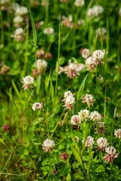 Background Image of a Clover Field With Bees Stock Photos