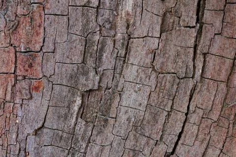 Background image: cracked tree bark pattern Stock Photos