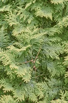 Background image cypress juniper. Stock Photos