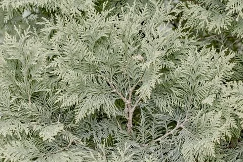 Background image cypress juniper. Stock Photos