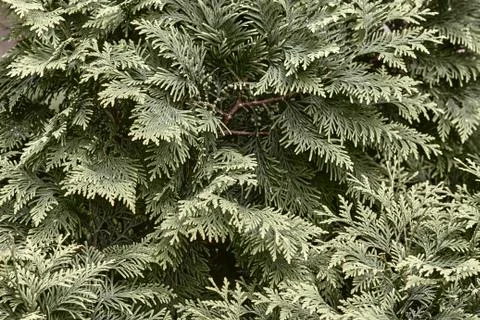Background image cypress juniper. Stock Photos