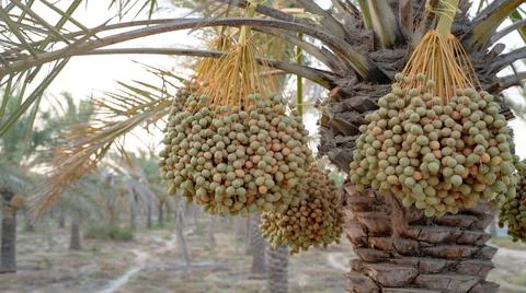 Background image of date plantation in the middle east. Photos