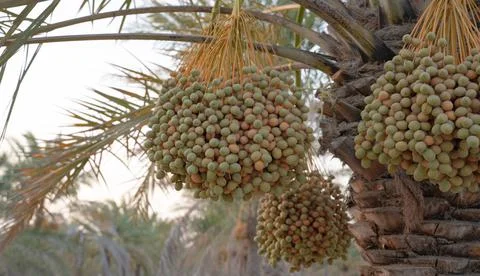 Background image of date plantation in the middle east. Stock Photos
