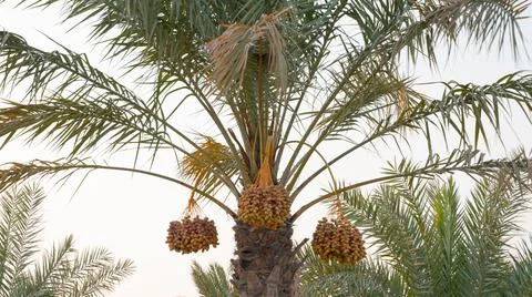 Background image of date plantation in the middle east. Фото
