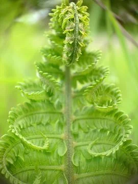 Background image of a developing leaf of a green fern Stock Photos