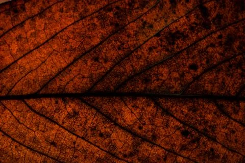 The background image of dried leaves, brown. Stock Photos