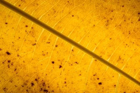 The background image of dried leaves, brown. Stock-Fotos