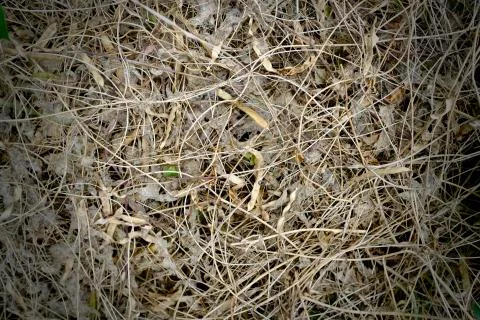 Background image of Dry straw on the ground Stock Photos