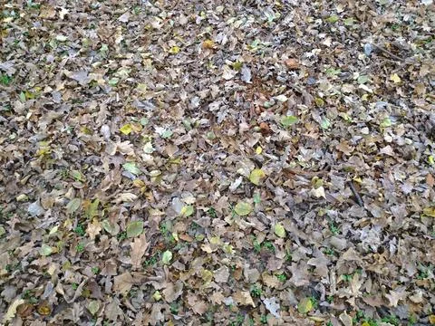 Background image of the earth with dry fallen leaves of maple, oak and ash Stock Photos
