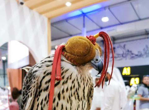 Background image of A falcon wearing its hood, Stock Photos