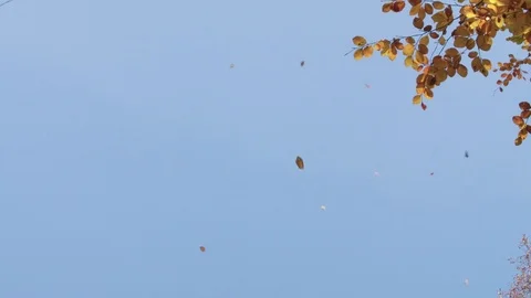 Background Image of Falling Leaves against Blue Sky in Autumn Stock-Footage 76219129