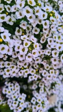 Background image of a flower Stock Photos