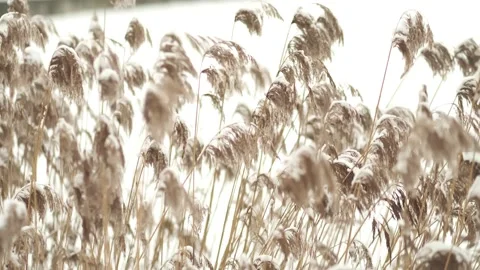 Background image of fluffy pale color feathers. wind grass flowers in aesthetic Stock Footage 232875775