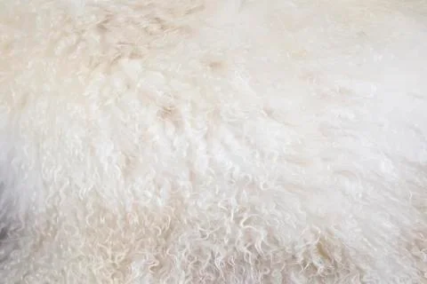 Background image of fur. Fur texture. Natural wool Foto stock