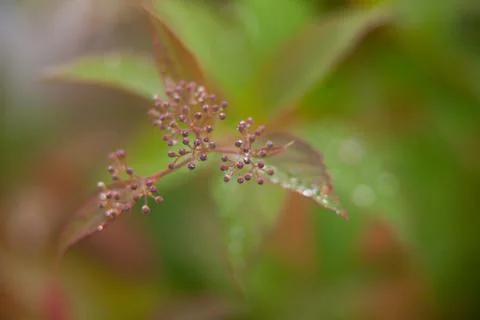 Background image of green grass with dew Stock Photos