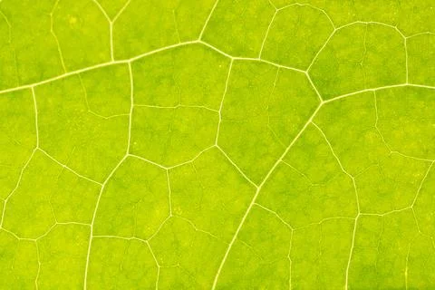Background image, green leaf Stock Photos