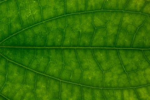Background image, green leaf 스톡 사진