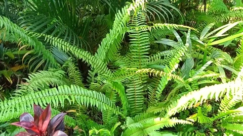 Background image of green leaves on the edge of the forest Stock Footage 246866002