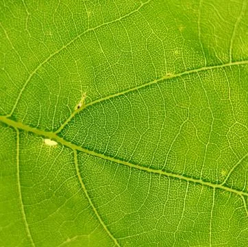 Background image of a green oak leaf with veins close-up Stock Photos