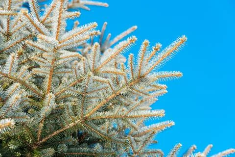 Background image of green spruce 写真素材