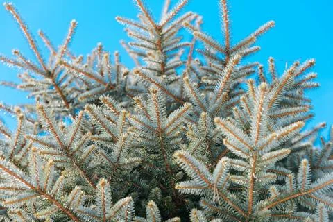 Background image of green spruce 写真素材