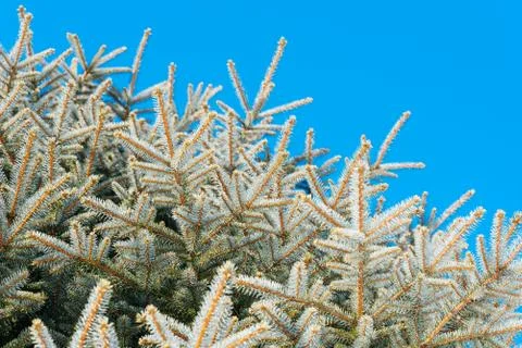 Background image of green spruce 写真素材