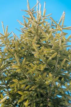 Background image of green spruce 写真素材