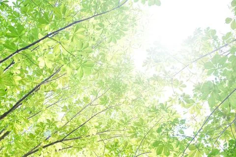 Background image of green trees (with backlighting) Stock Photos