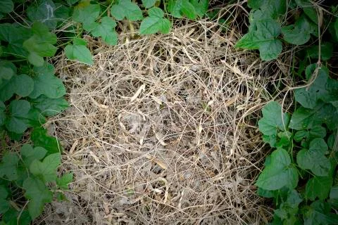The background image of a haystack on the ground. Stock Photos