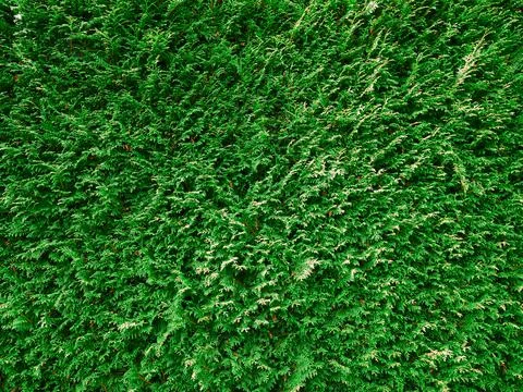 Background image of a hedge Stock-Fotos