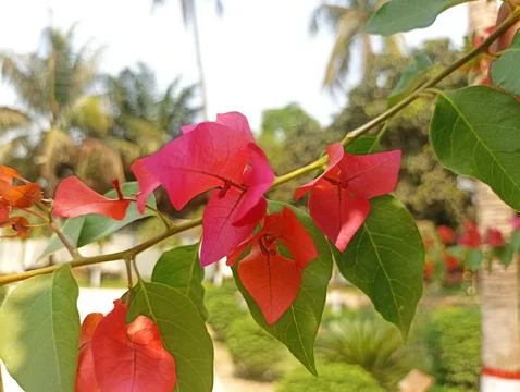 Background image of hot pink bougainvillea flowers for backgrounds and textures Stock Photos