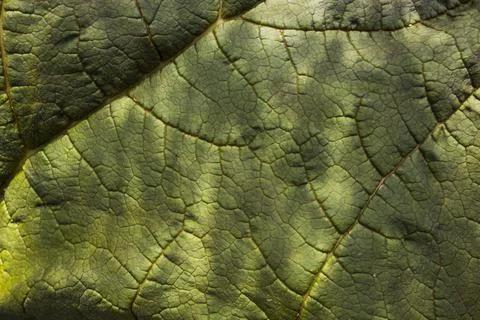Background image of a leaf of a tree close up. Stock Photos