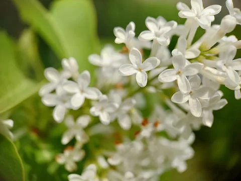 Background image of lilac with small white flowers close-up Fotos Stock