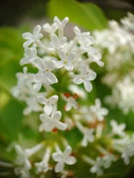 Background image of lilac small white flowers Stock Photos