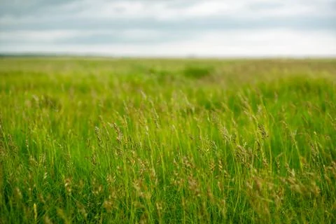 Background Image of Long Grasses Growing Wild in a Meadow Stock Photos