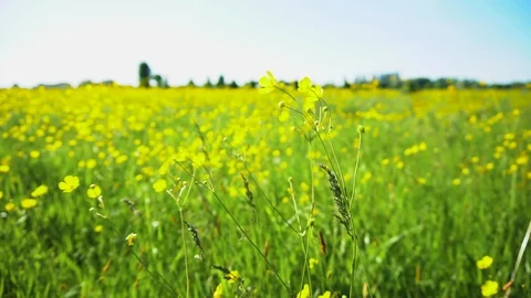 Background image of lush grass field under blue sky Stock Footage 108334308