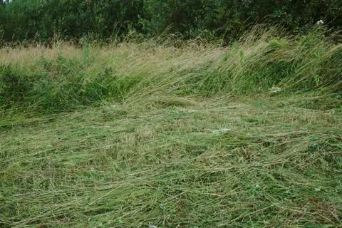 Background image of lush grass field under blue sky Stock Photos