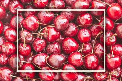 Background image of lying red ripe sweet cherries with white rectangular fram Stock Photos