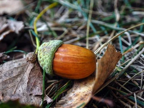 Background image, macro photography. Stock Photos