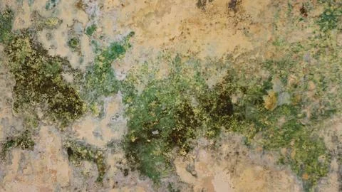 Background image of an old mossy wall with negative space suitable for back.. Stock Photos
