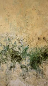 Background image of an old mossy wall with negative space suitable for back.. Stock Photos