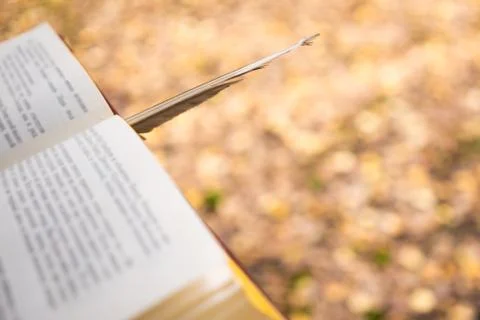 Background image of an open book in an autumn yellow forest. Copy space Stock Photos