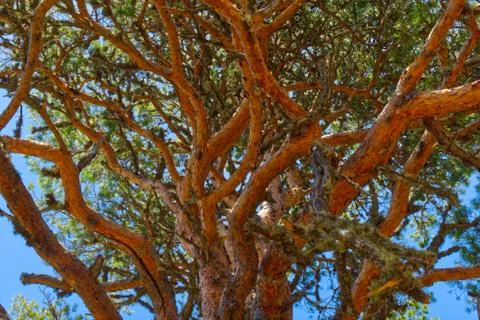 Background image of orange twigs of pine tree. Stock Photos