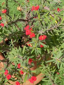 Background image, pattern on shirt (12) Stock Photos