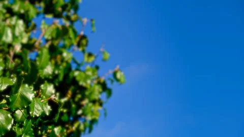 Background Image Stock Photos
