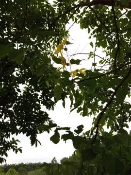 Background Image Stock Photos