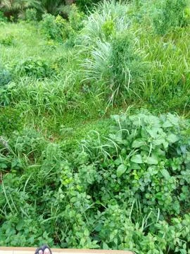 Background Image Stock Photos