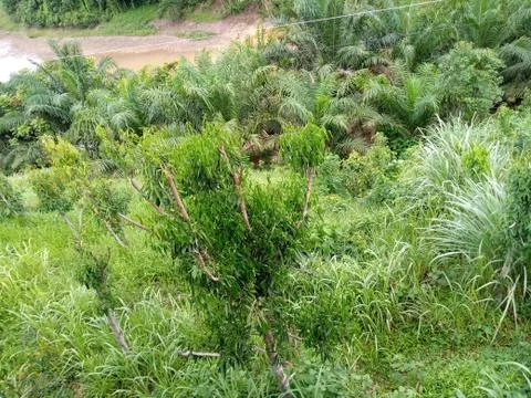 Background Image Stock Photos