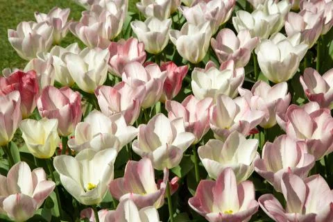 Background image of ping and white spring tulips Stock Photos